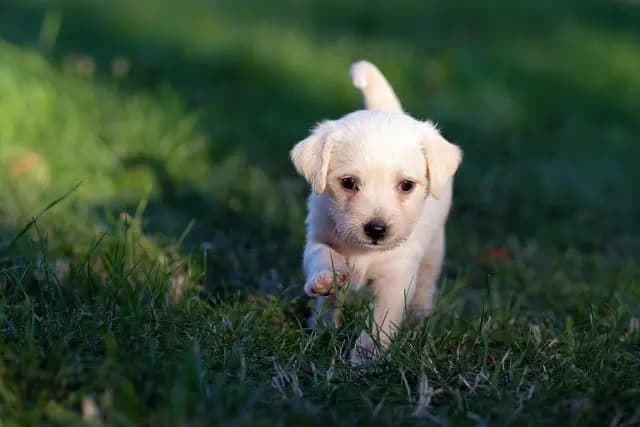 Viyana'da Köpek Sahiplerine İki Ay Ücretsiz Kayıt İmkanı